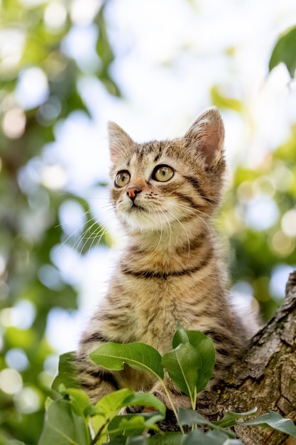 Piccolo gatto a strisce con uno sguardo curioso all'albero