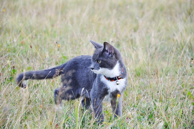 Piccolo gatto carino che gioca su terra verde