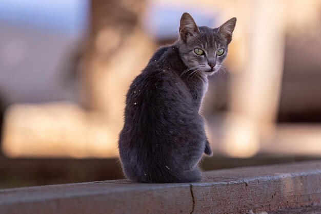 Piccolo gatto domestico in primo piano con messa a fuoco selettiva