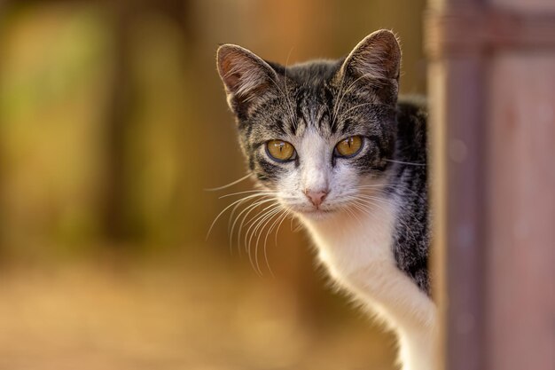 Piccolo gatto domestico in primo piano con messa a fuoco selettiva