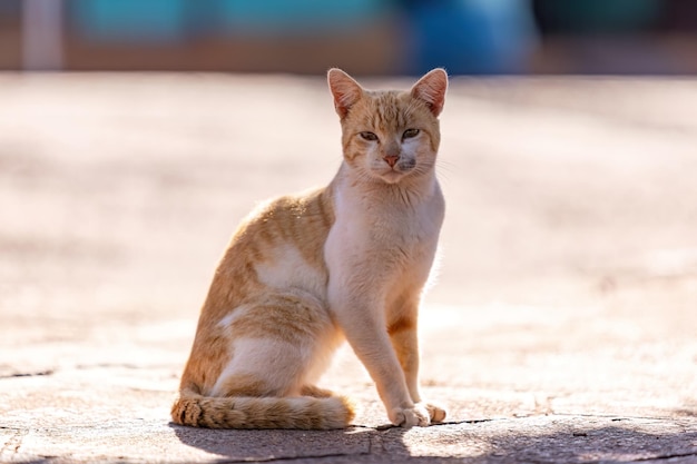 Piccolo gatto domestico in primo piano con messa a fuoco selettiva