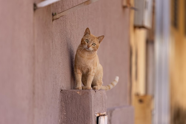 Piccolo gatto domestico in primo piano con messa a fuoco selettiva