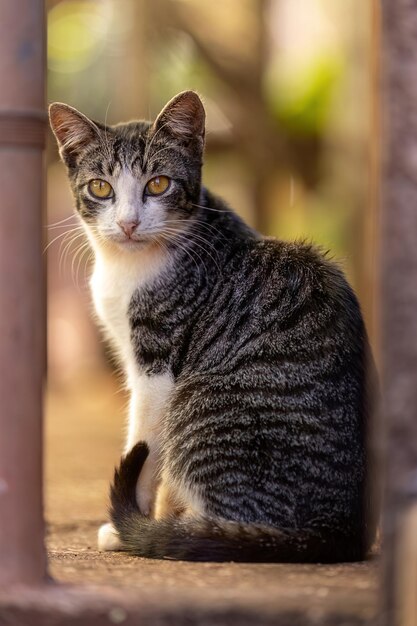 Piccolo gatto domestico in primo piano con messa a fuoco selettiva