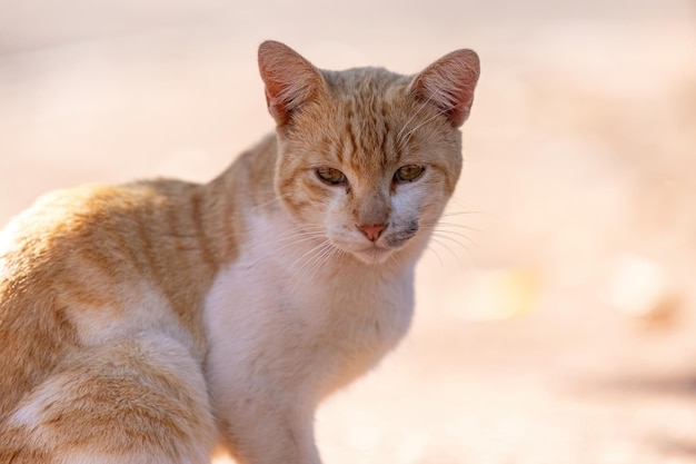 Piccolo gatto domestico in primo piano con messa a fuoco selettiva