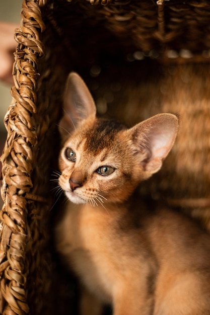 Piccolo gatto gattino della razza abissina seduto in morsi cesto marrone in vimini cerca Pelliccia divertente