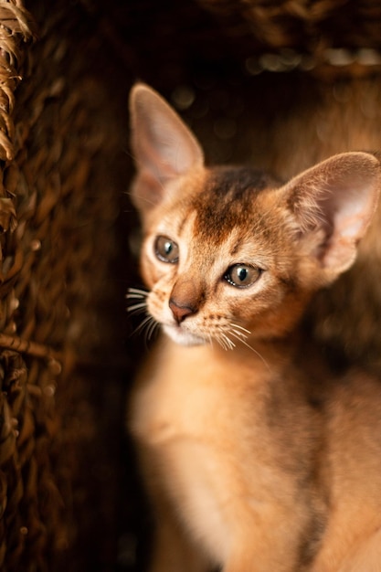 Piccolo gatto gattino della razza abissina seduto in morsi cesto marrone in vimini cerca Pelliccia divertente