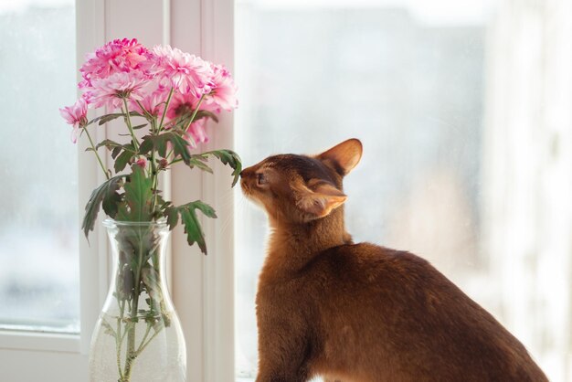 Piccolo gatto gattino di razza somala rossa che sente l'odore di un fiore Fiore primaverile e umore primaverile