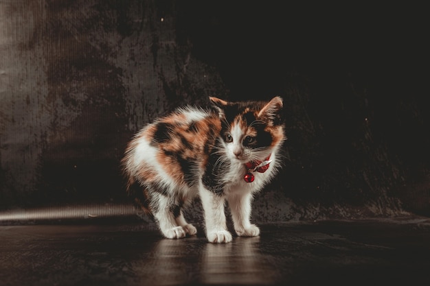 Piccolo gatto in studio fotografico