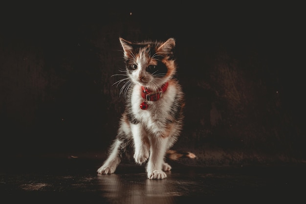 Piccolo gatto in studio fotografico