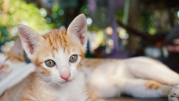 piccolo gatto marrone sveglio sul fondo del bokeh della sfuocatura