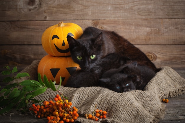 Piccolo gatto nero con zucche di halloween