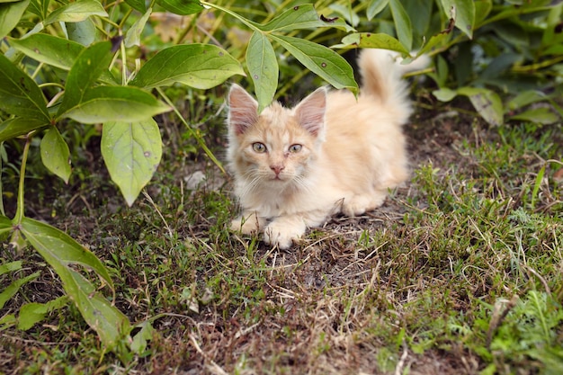Piccolo gatto rosso che gioca all'aperto in autunno