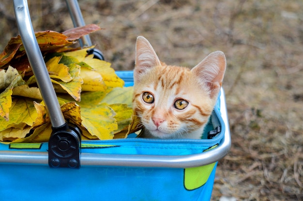 Piccolo gatto rosso in un cestino sulla strada con foglie di autunno. Può essere utilizzato per calendari, cartoline.