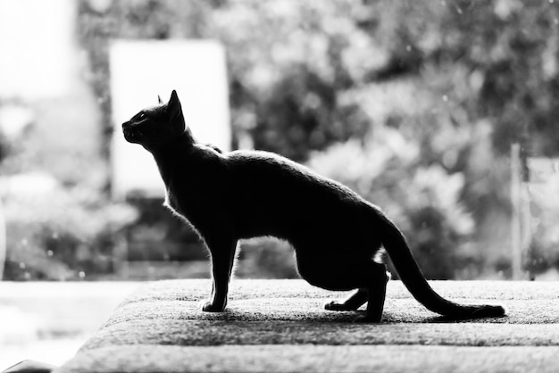 Piccolo gatto russo blu che gioca con un giocattolo su un tavolo di legno