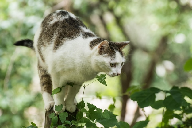 Piccolo gatto seduto su un piccolo recinto prima di saltare