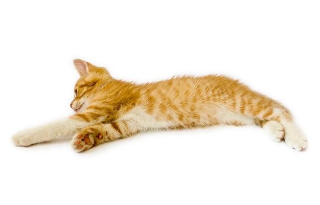 Piccolo gatto su sfondo bianco