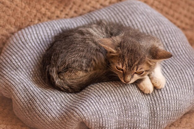 Piccolo gatto su un cuscino di colore grigio Simpatico gatto divertente giace a testa in giù Animali domestici che sonnecchiano e si rilassano