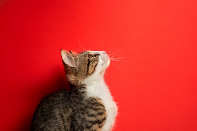 Piccolo gatto sveglio che posa sul fondo isolato rosso