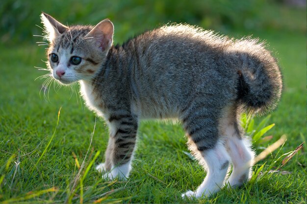 Piccolo gatto sveglio che sta sull'erba