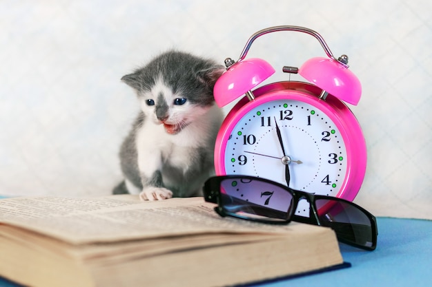 Piccolo gatto vicino a libro aperto e orologio. Apprendimento a distanza durante la quarantena