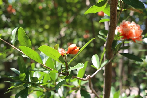 piccolo germoglio di melograno e sfondo di fiori