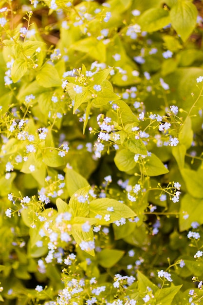 Piccolo giardino in piena fioritura all'inizio della primavera.