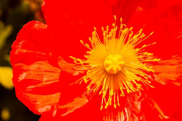 Piccolo giardino in piena fioritura all'inizio della primavera.