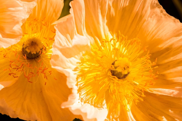 Piccolo giardino in piena fioritura all'inizio della primavera.