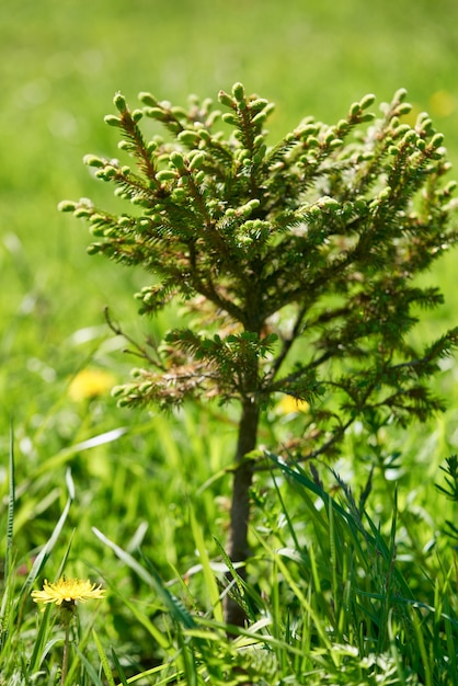 Piccolo giovane albero verde che cresce tra l'erba in una soleggiata giornata estiva