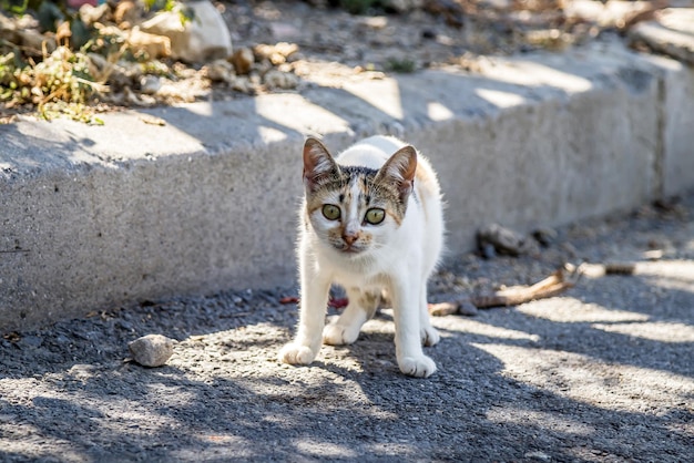 Piccolo giovane gattino senzatetto per strada