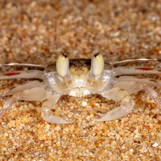 piccolo granchio sulla spiaggia, riprese notturne dall'oceano