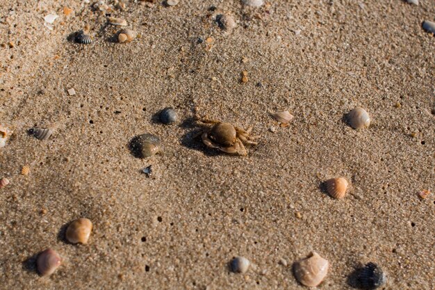 Piccolo granchio sulla spiaggia sabbiosa