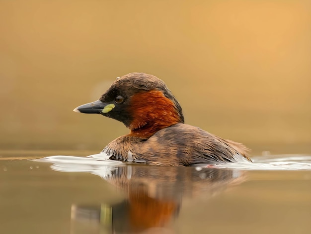 Piccolo grebe nell'acqua foto ravvicinata