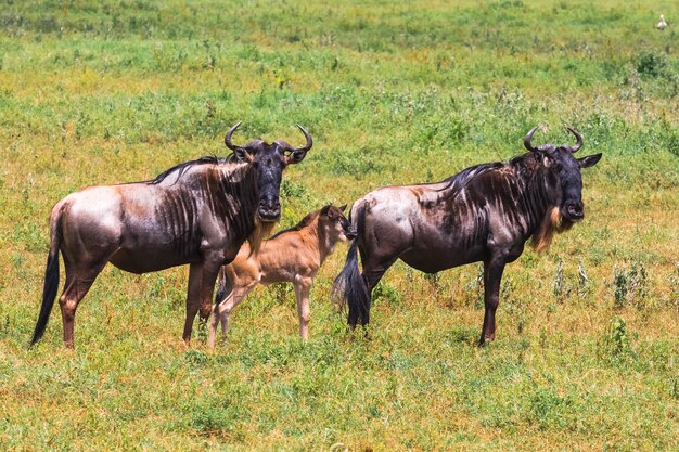 Piccolo gruppo di gnu. Cratere NgoroNgoro, Tanzania, Africa