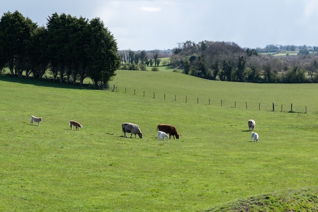 Piccolo gruppo di mucche con vitelli appena nati in erba verde durante la primavera. Paesaggio rurale.