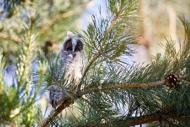 Piccolo gufo nella foresta