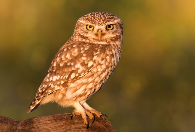 Piccolo gufo nella natura