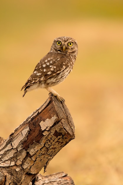 Piccolo gufo nella natura