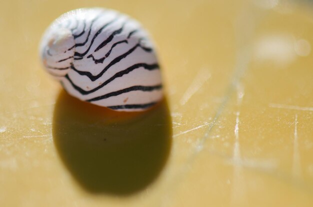Piccolo guscio di lumaca con strisce bianche e nere su un tavolo giallo a Juan Lacaze Colonia Uruguay