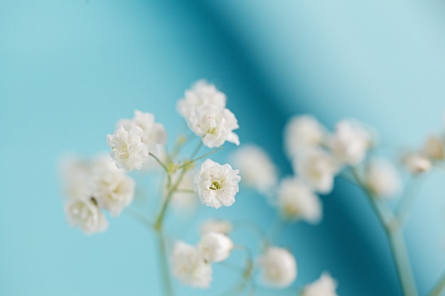 Piccolo gypsophila bianco dei fiori su fondo blu