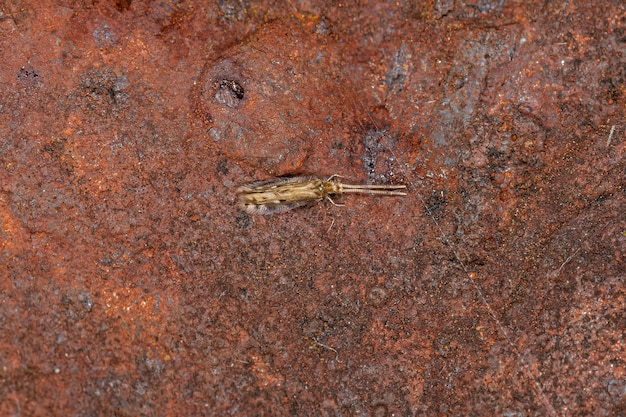 Piccolo insetto Microcaddisfly