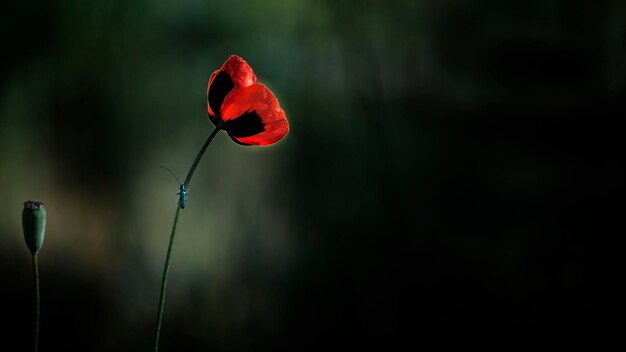 Piccolo insetto su un fiore. Tenerezza del papavero. Fiore rosso, piccolo, selvaggio.