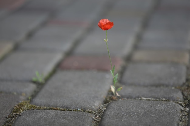 Piccolo isolato di papavero rosso solitario su pietre di pavimentazione