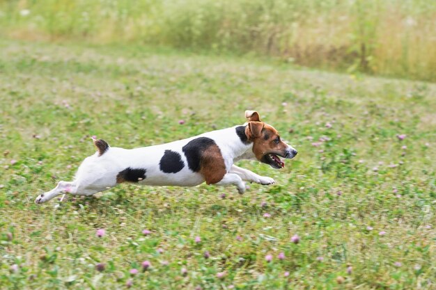 Piccolo Jack Russell terrier che corre veloce sul prato erboso con piccoli fiori rosa, vista dal lato.