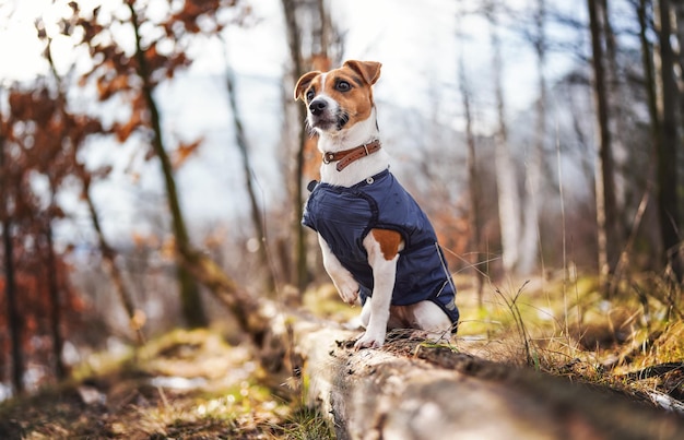 Piccolo Jack Russell terrier in giacca invernale blu scuro appoggiata su un albero caduto con macchie di erba e neve, alberi sfocati o sfondo di cespugli