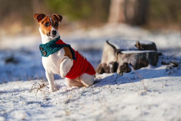 Piccolo Jack Russell terrier in giacca invernale lavorata a maglia seduto su neve innevata, una zampa in su, sfondo sfocato di alberi o cespugli