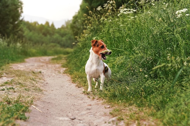 Piccolo Jack Russell terrier in piedi su una strada di campagna che guarda di lato, bastone di legno in bocca, alberi sullo sfondo