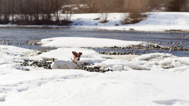 Piccolo Jack Russell terrier in piedi sul fiume coperto di neve e ghiaccio in una soleggiata giornata primaverile, guardando curioso, foto di lato..