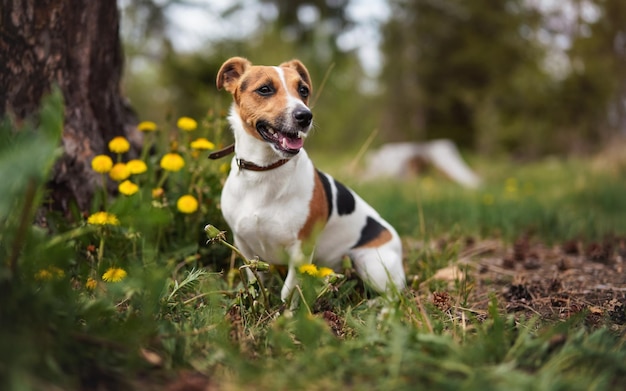 Piccolo Jack Russell terrier seduto sul prato in primavera, bocca aperta guardando in alto, fiori gialli di tarassaco