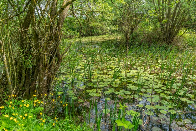 Piccolo lago coperto di vegetazione